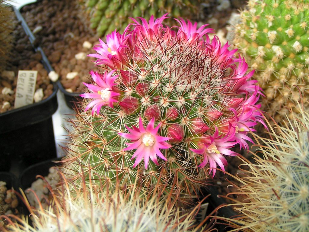 Mammillaria duoformis